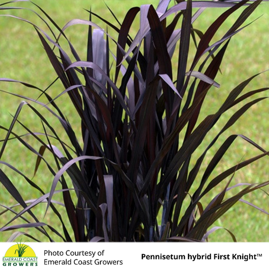 Grass Pennisetum purpureum