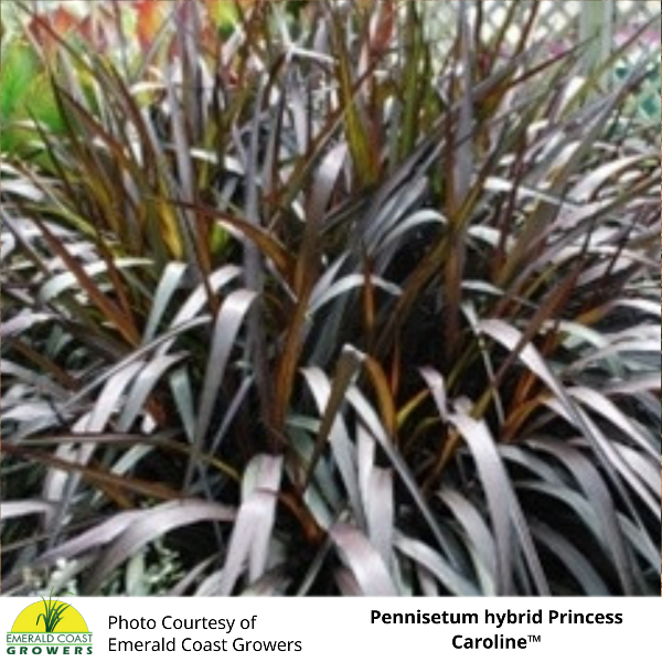 Grass Pennisetum purpureum