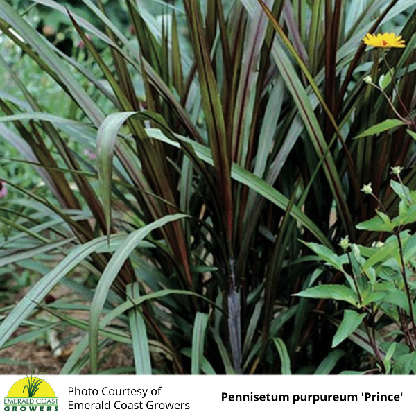 Grass Pennisetum purpureum