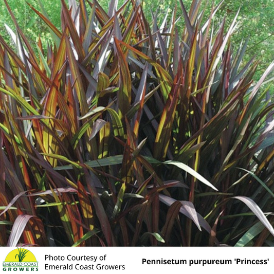 Grass Pennisetum purpureum