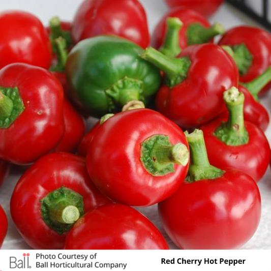 Pepper Hot Red Cherry 3.5 inch pot
