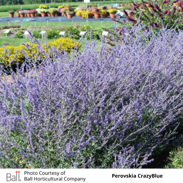Perovskia CrazyBlue (Russian Sage)
