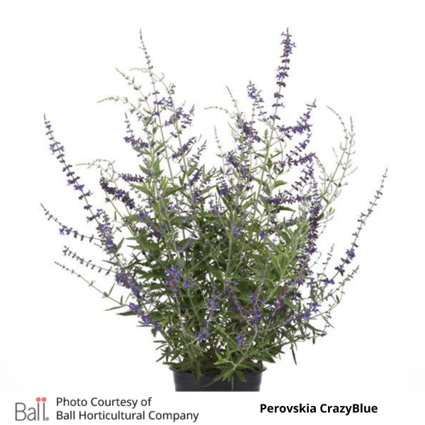 Perovskia CrazyBlue (Russian Sage)