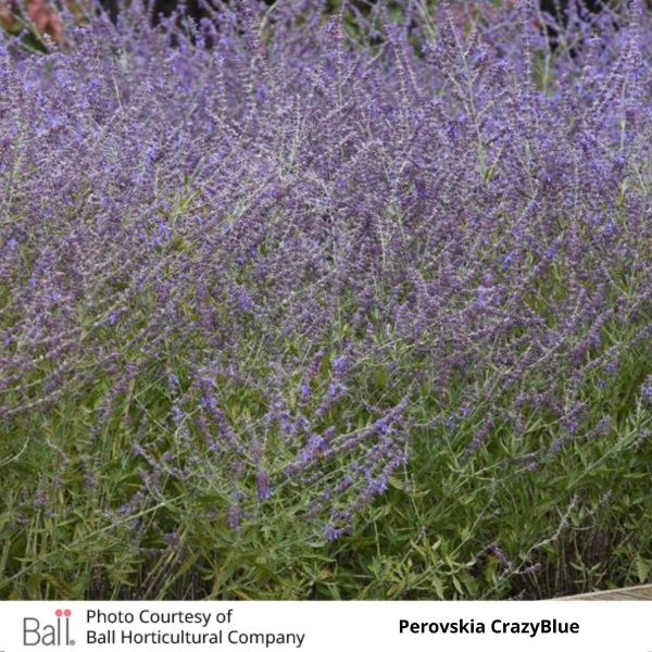 Perovskia CrazyBlue (Russian Sage)