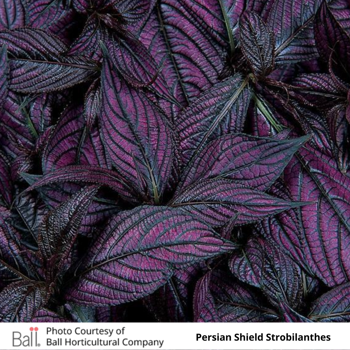 Strobilanthes 'Persian Shield'