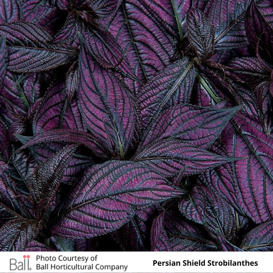 Strobilanthes 'Persian Shield'