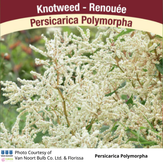Persicaria Polymorpha