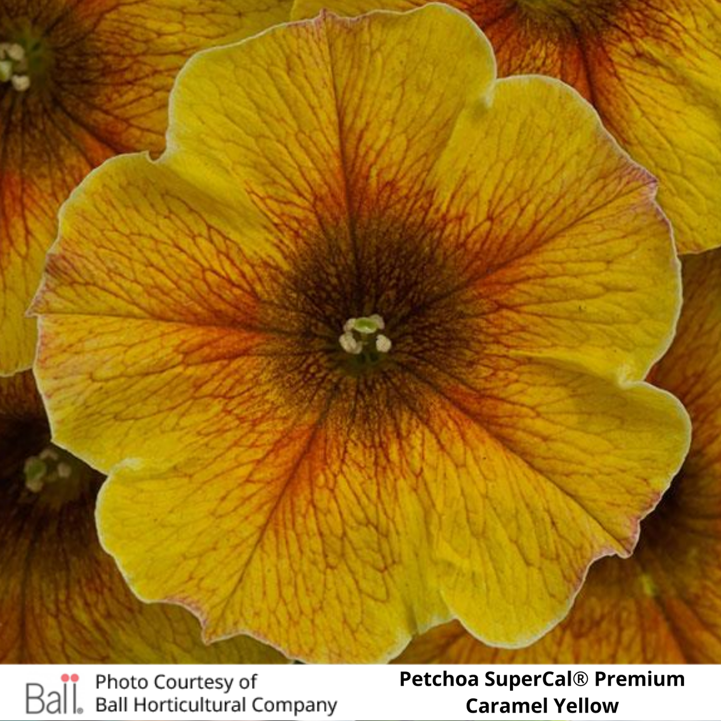 SuperCal® Petchoa Premium
