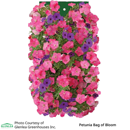 Petunia Bag of Bloom