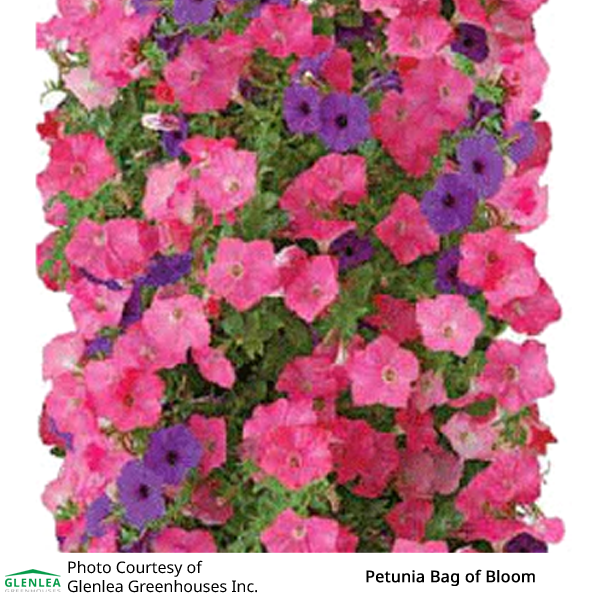 Petunia Bag of Bloom