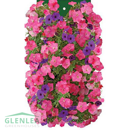Petunia Bag of Bloom
