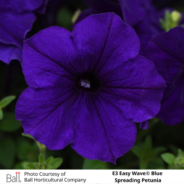 Easy Wave® E3 Blue Petunia