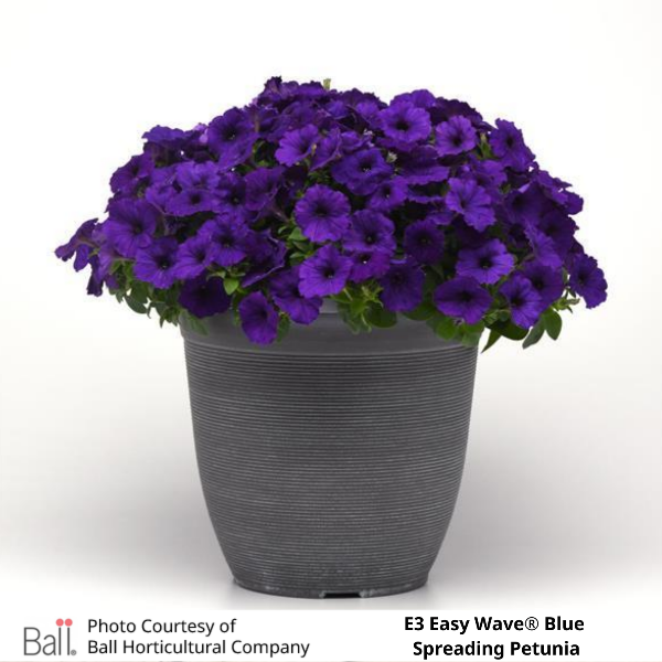 Easy Wave® E3 Blue Petunia