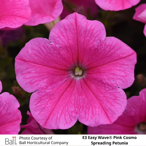Easy Wave® E3 Pink Cosmo Petunia