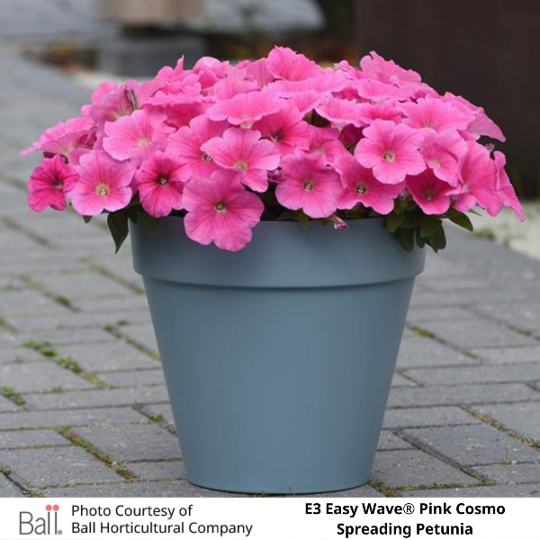 Potted Easy Wave® E3 Pink Cosmo Petunia