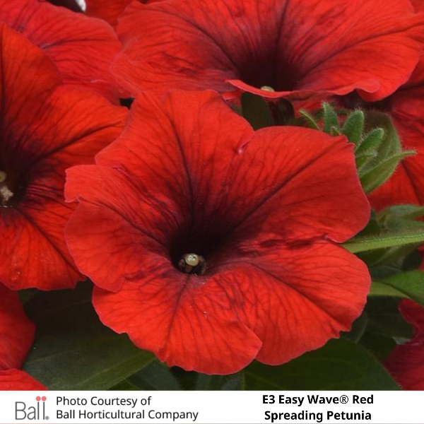 Easy Wave® E3 Red Petunia