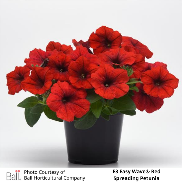 Potted Easy Wave® E3 Red Petunia