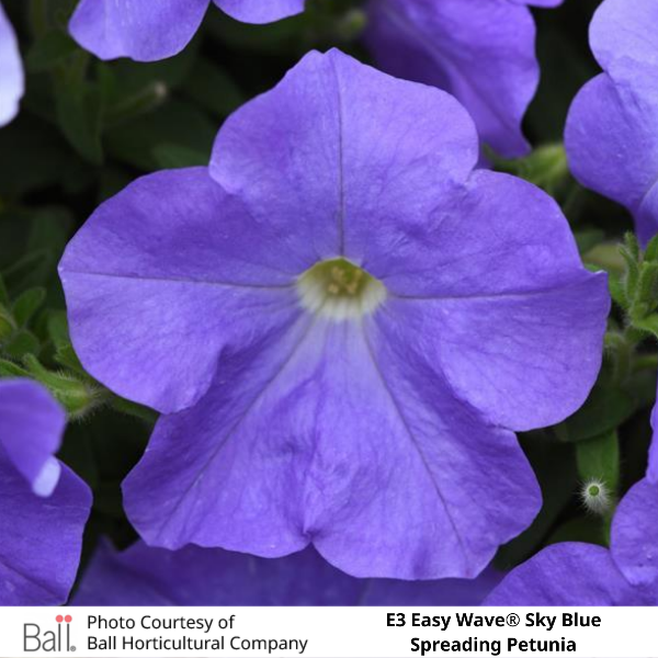 Easy Wave® E3 Sky Blue Petunia
