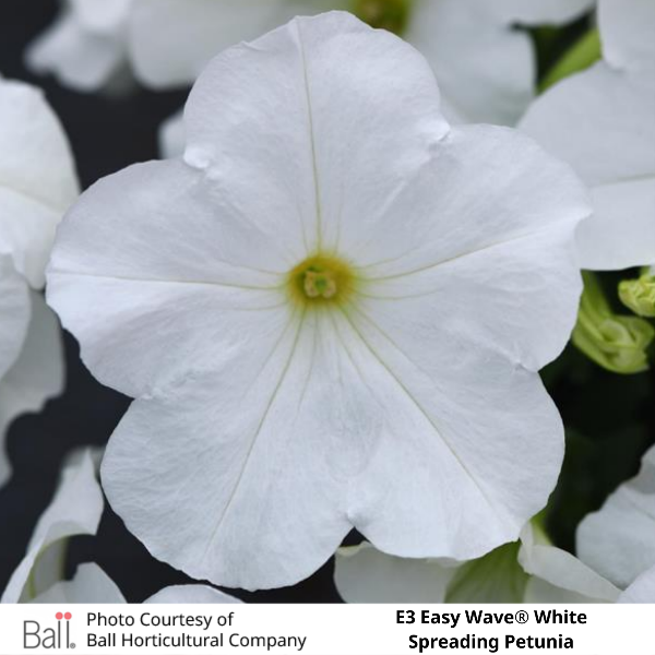 Easy Wave® E3 White Petunia