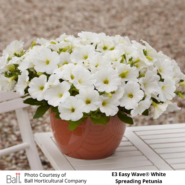 Potted Easy Wave® E3 White Petunia
