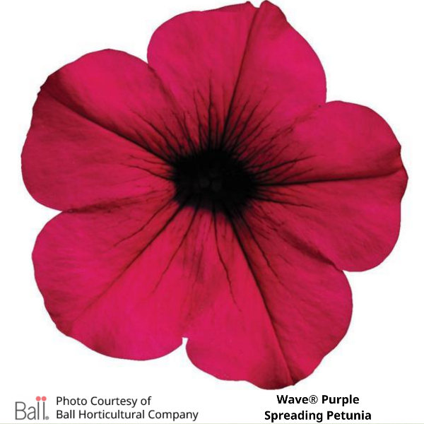 Wave® Purple Petunia