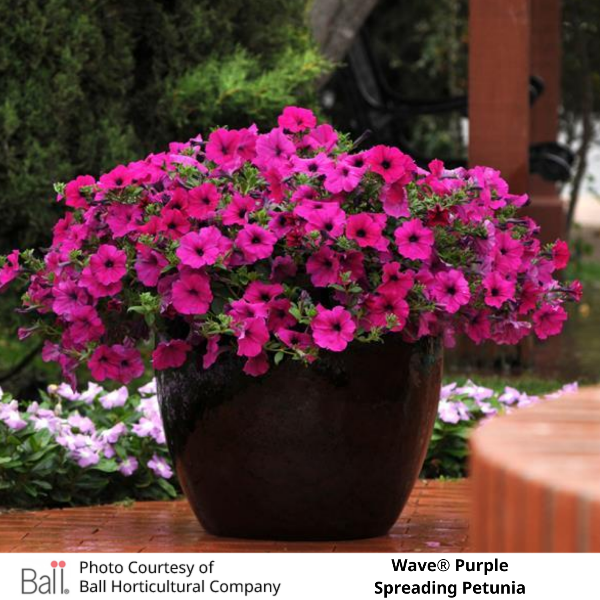 Potted Wave® Purple Petunia