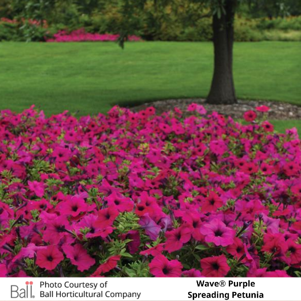 Row of Wave® Purple Petunia in a garden with green grass and trees in the background.