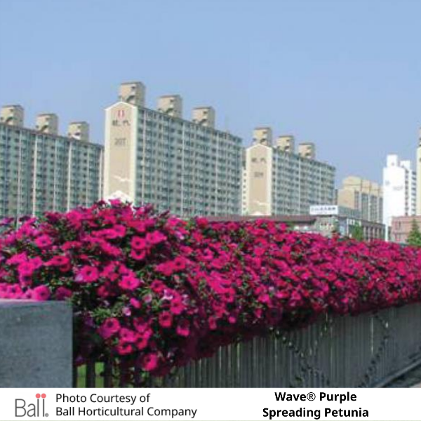 Wave® Purple Petunia