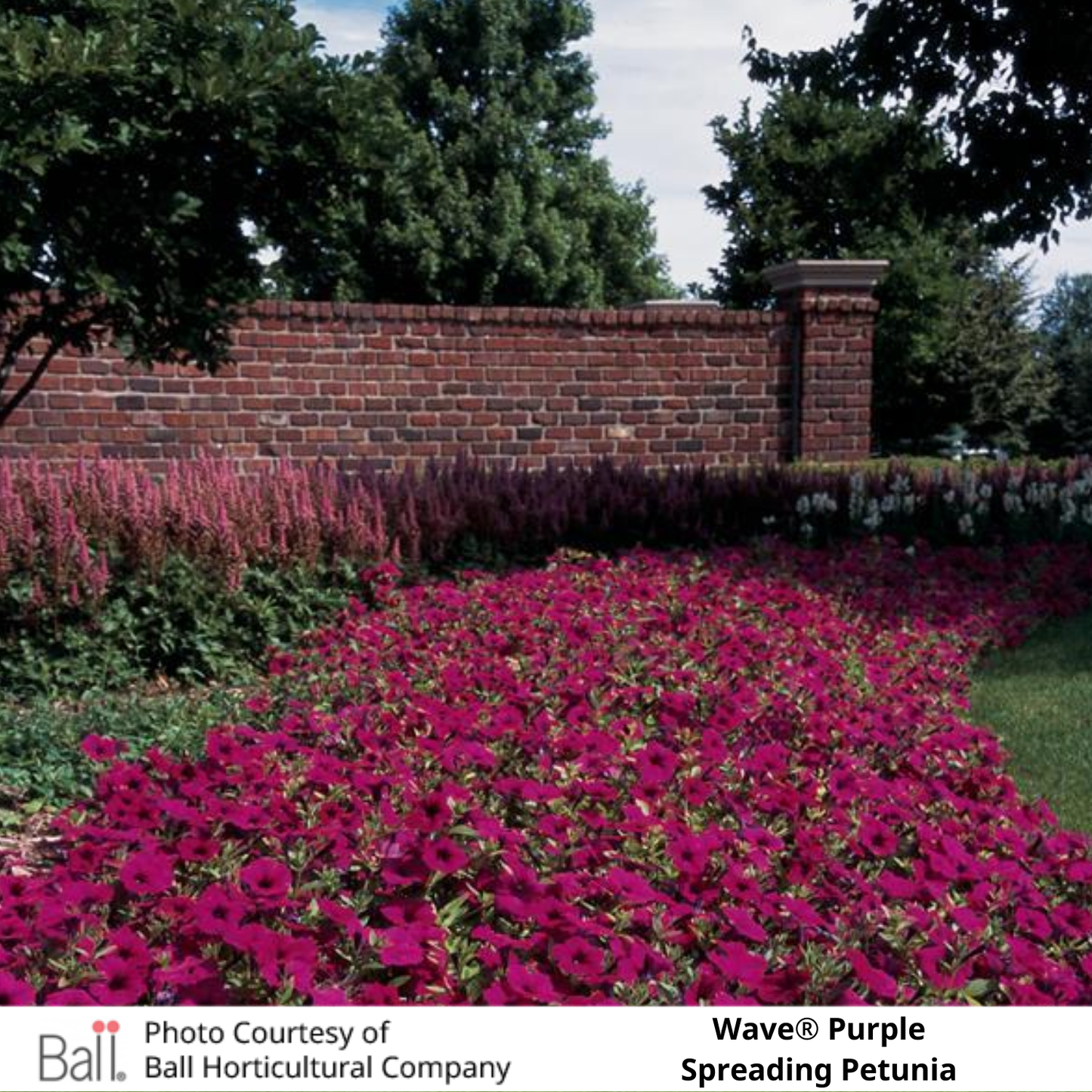 Wave® Purple Petunia in a garden with a brick wall and trees in the background