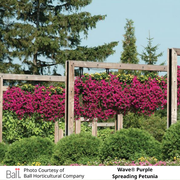 Wave® Purple Petunia