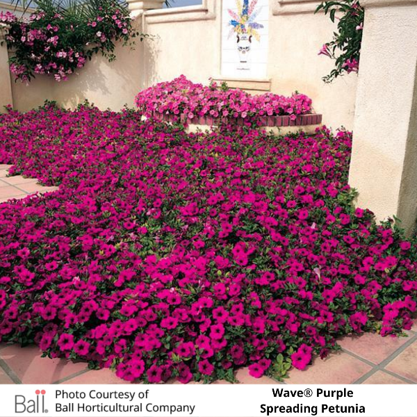 Wave® Purple Petunia