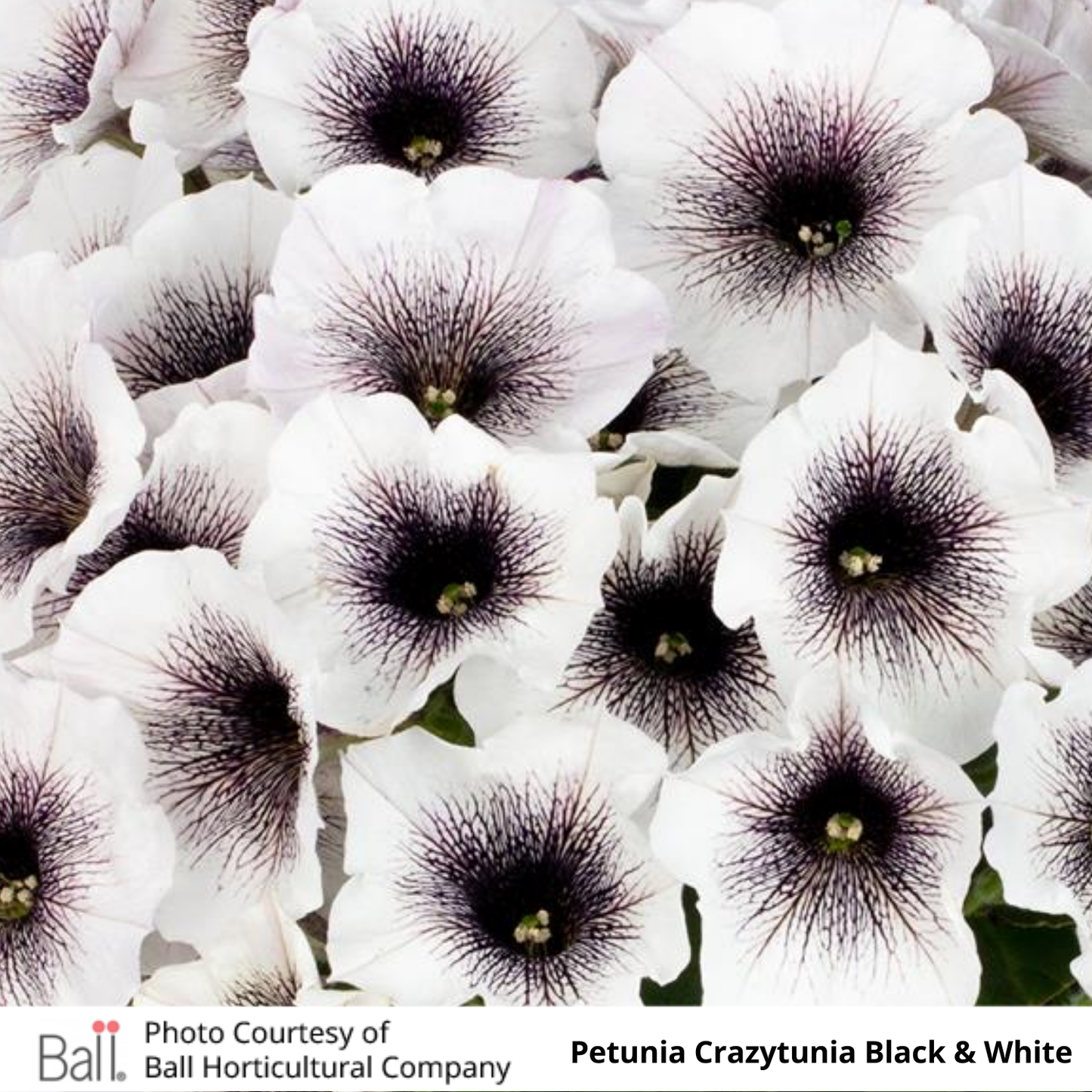 Petunia Crazytunia®