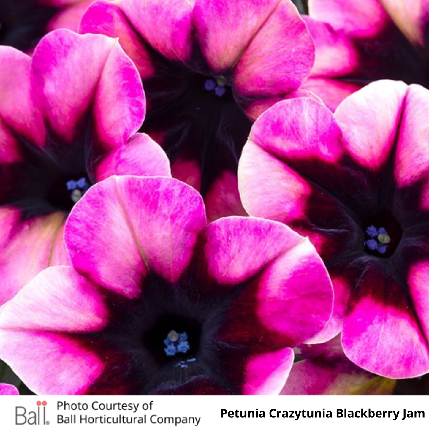 Petunia Crazytunia®