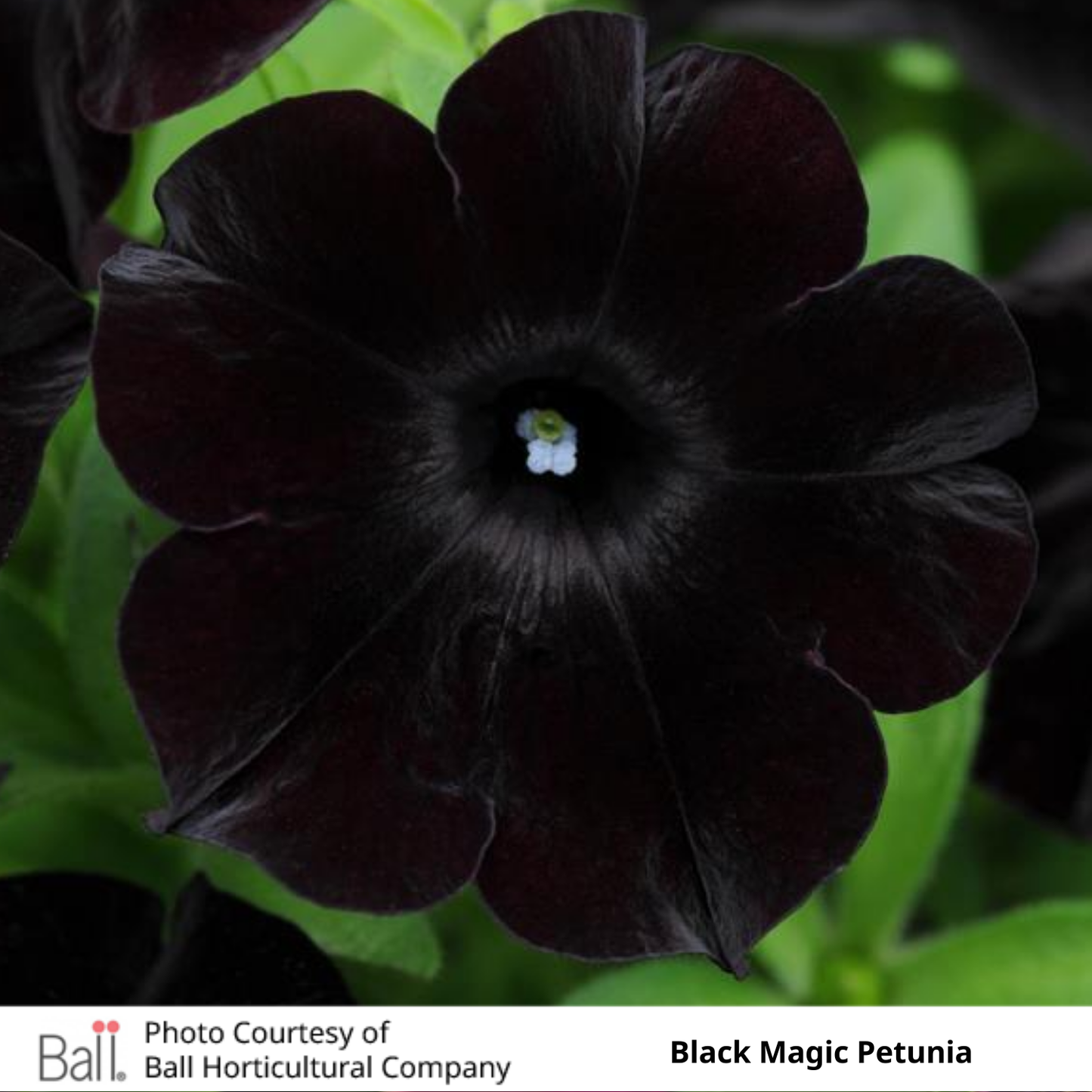 Petunia Slingshot