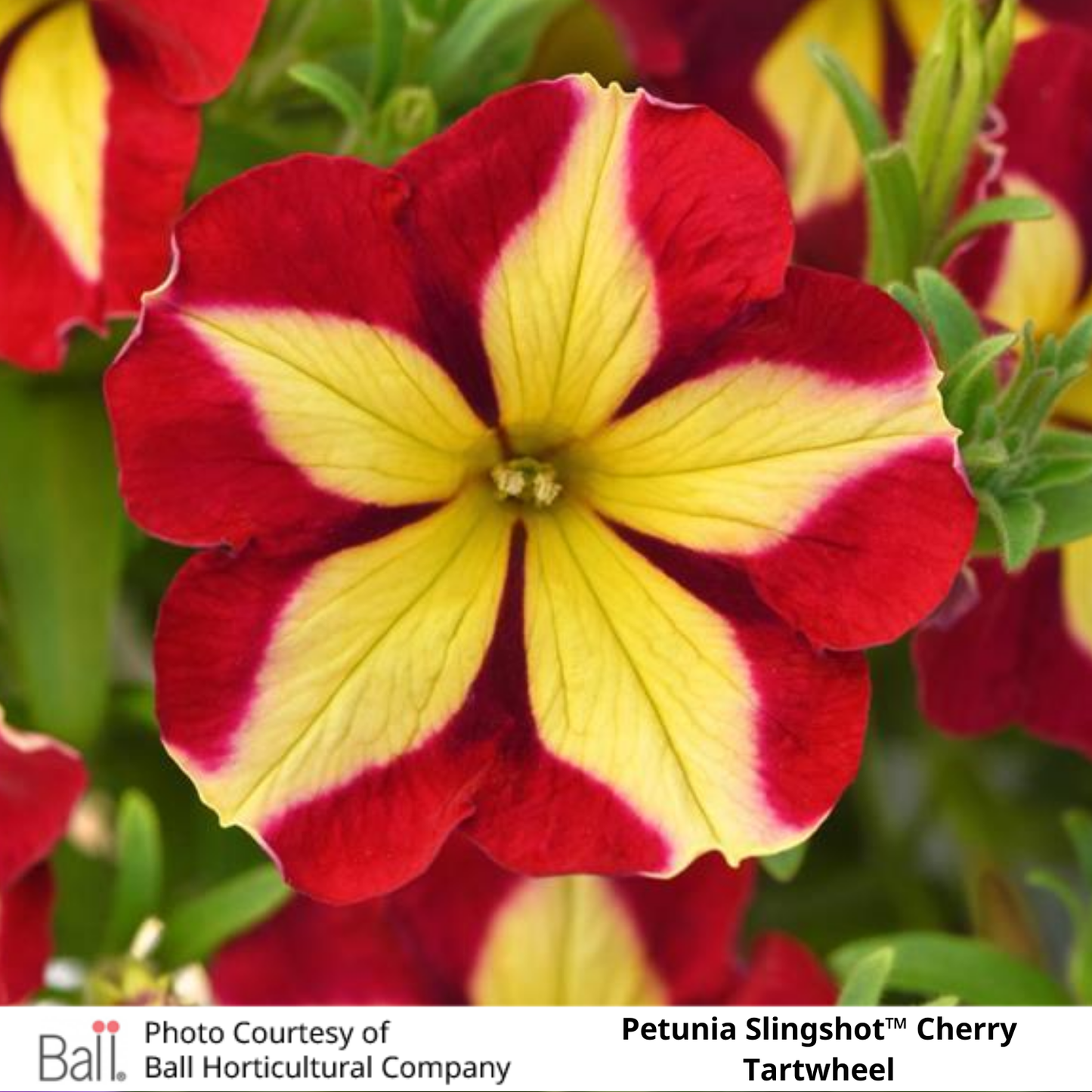 Petunia Slingshot