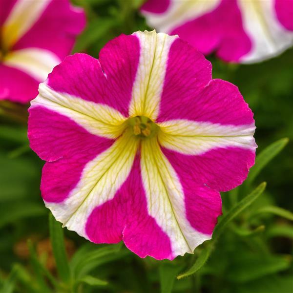 Petunia Slingshot