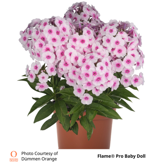 Phlox paniculata Flame Pro Baby Doll