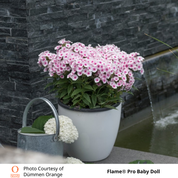 Phlox paniculata Flame Pro Baby Doll