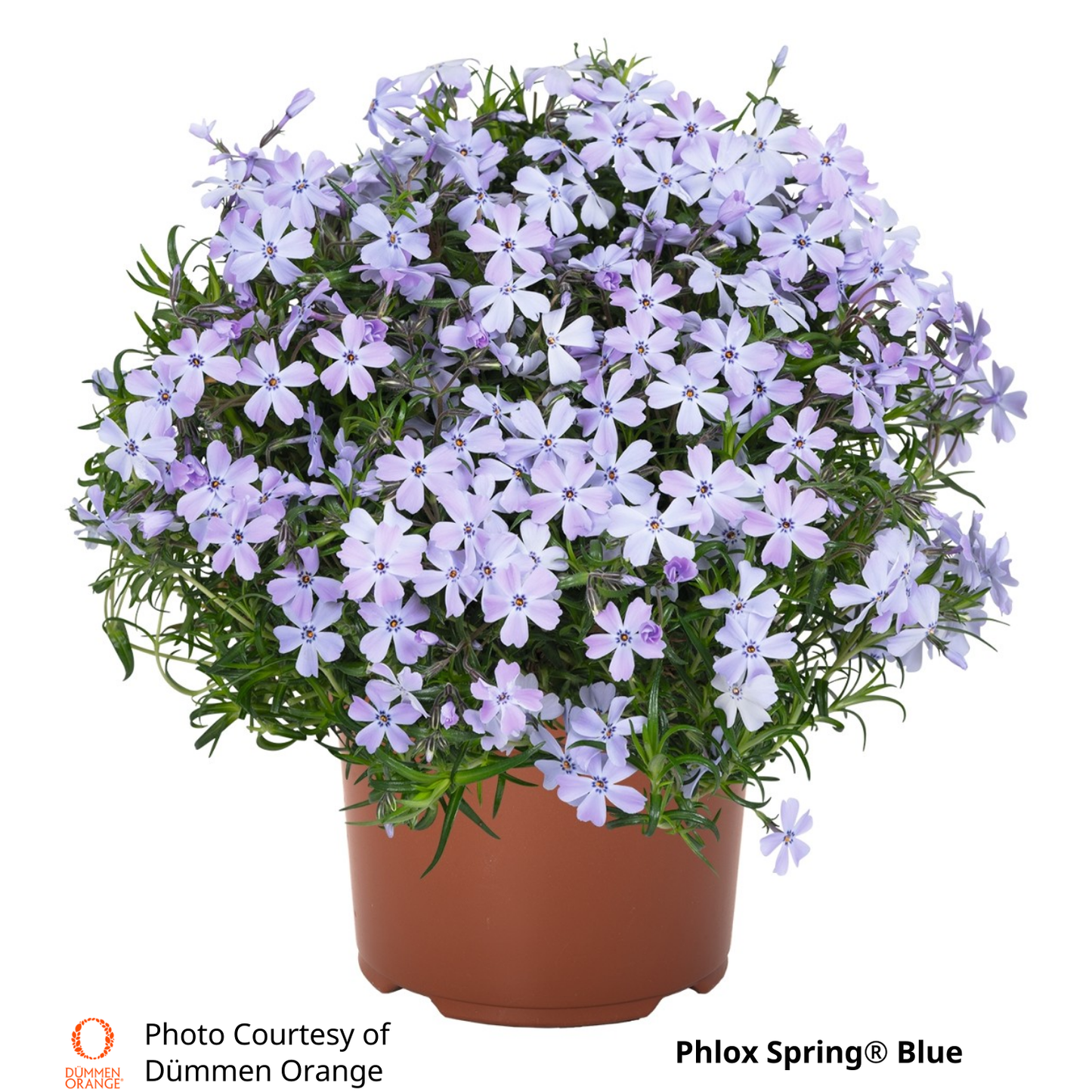 Phlox Spring®