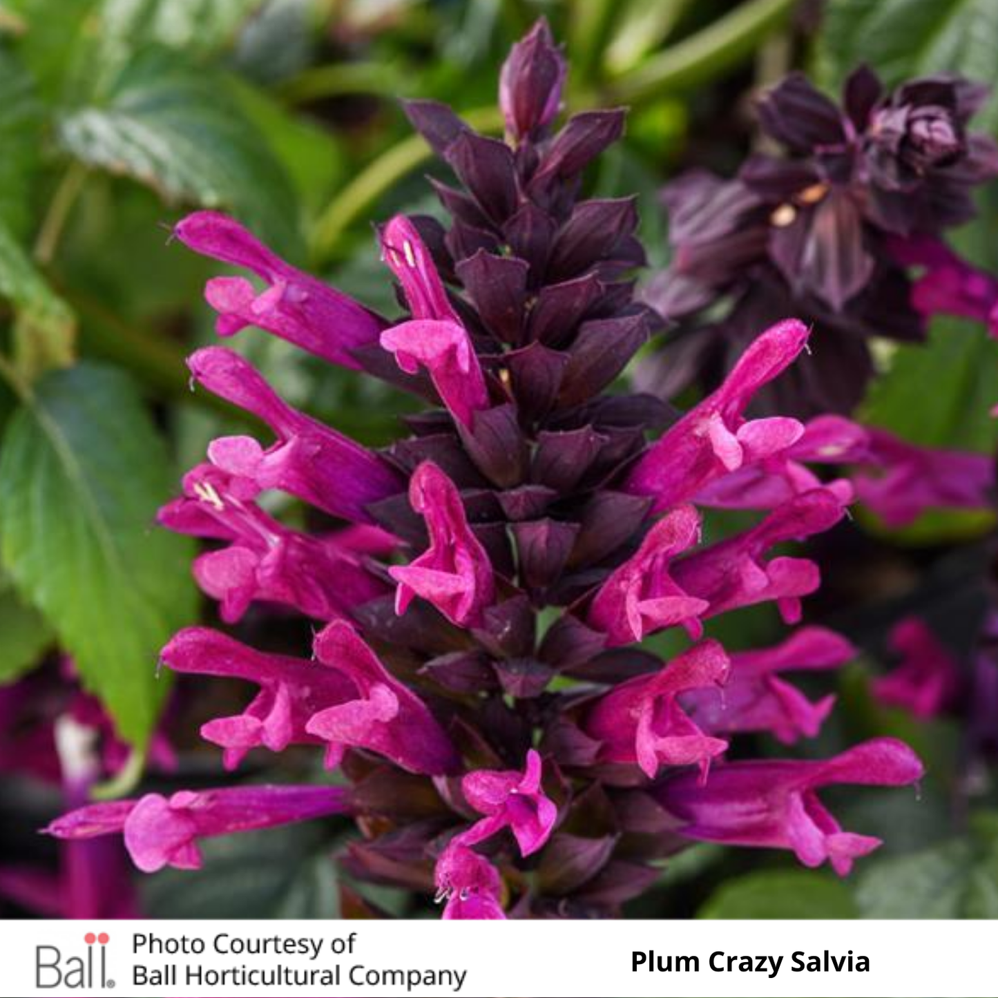 Salvia Plum Crazy