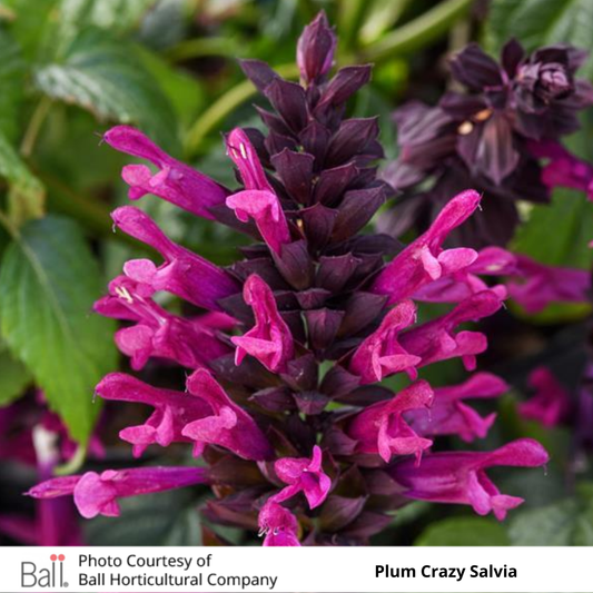 Salvia Plum Crazy