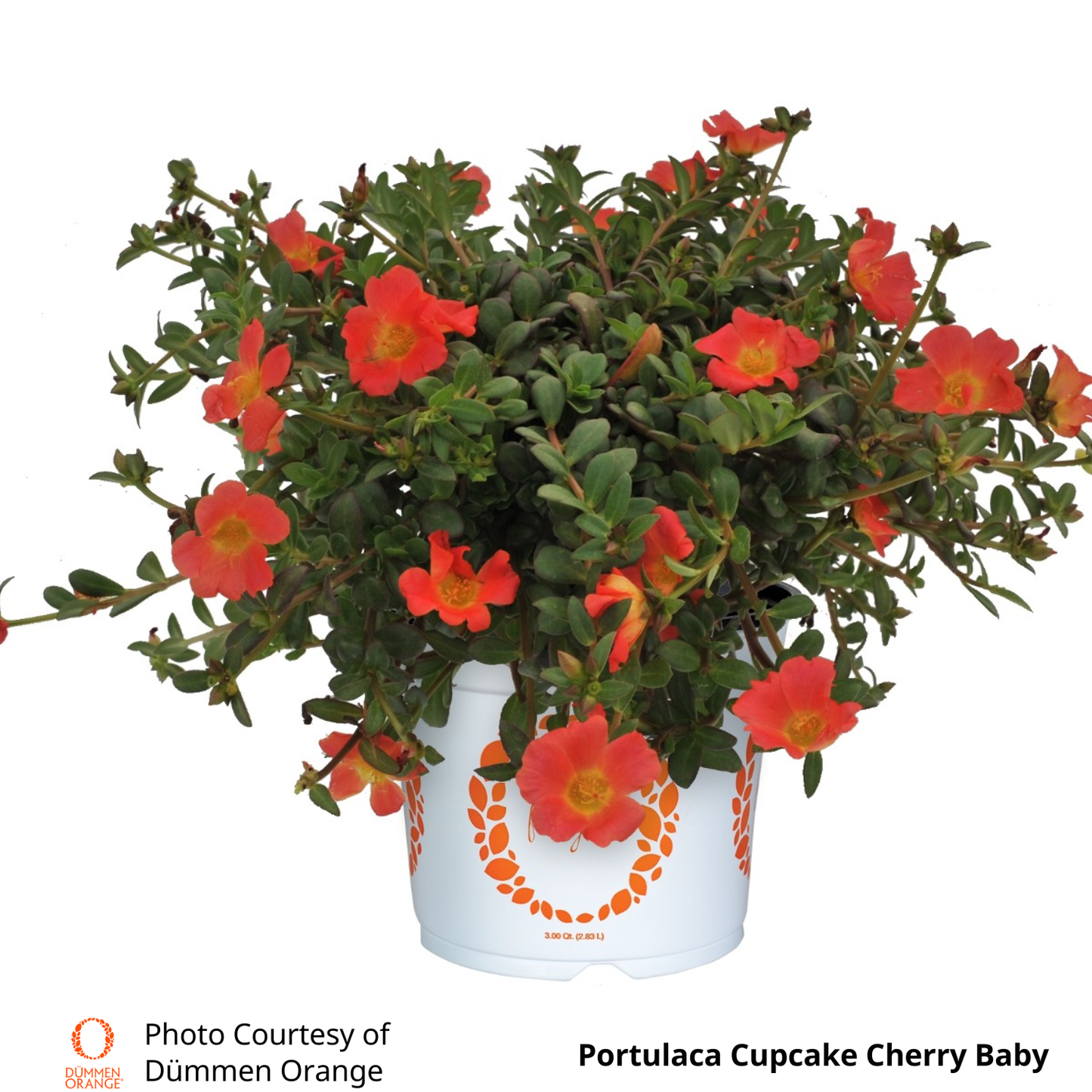 Portulaca Cupcake