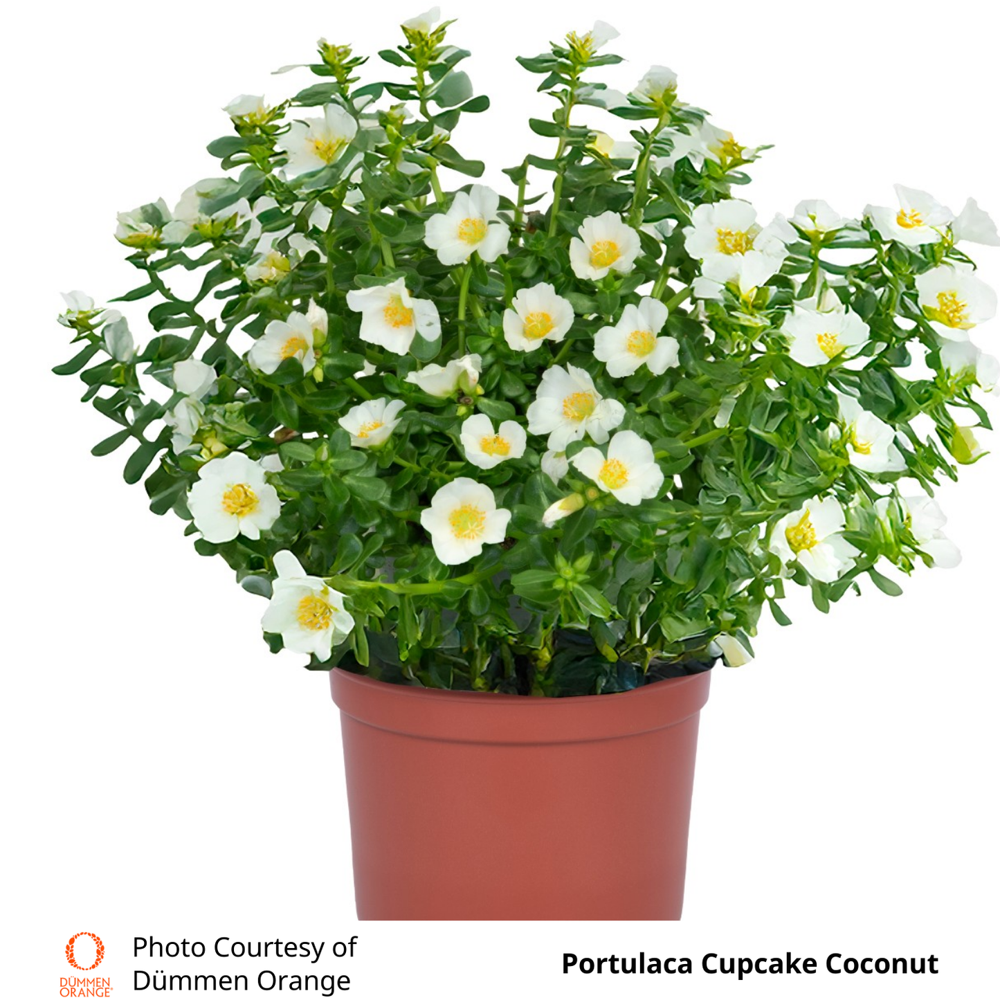 Portulaca Cupcake