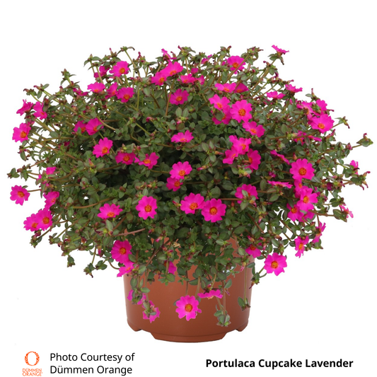 Portulaca Cupcake