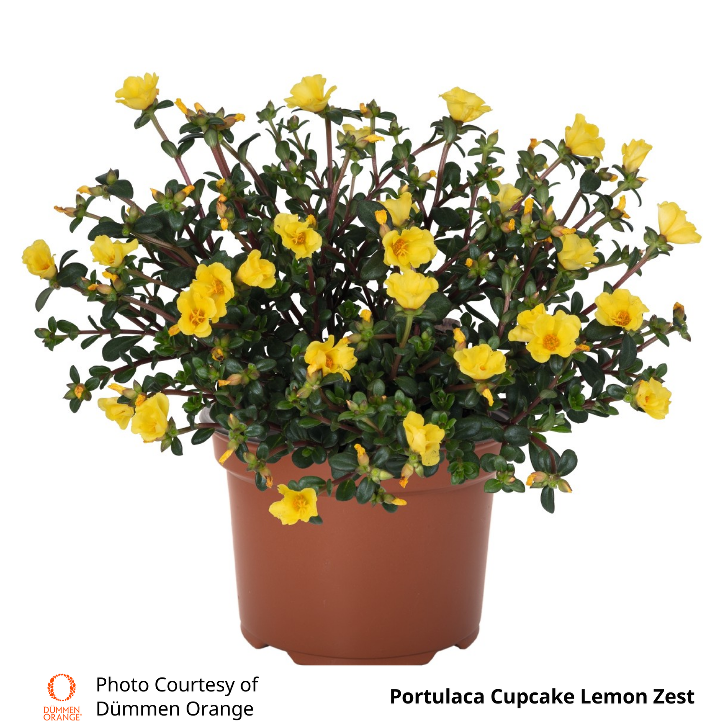 Portulaca Cupcake