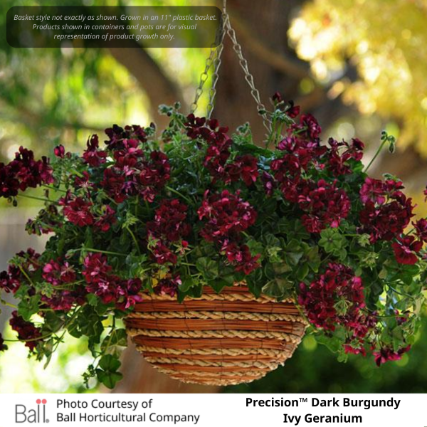 Precision™ Dark Burgundy Ivy Geranium, Example of growth for Pink Flamingo and Red