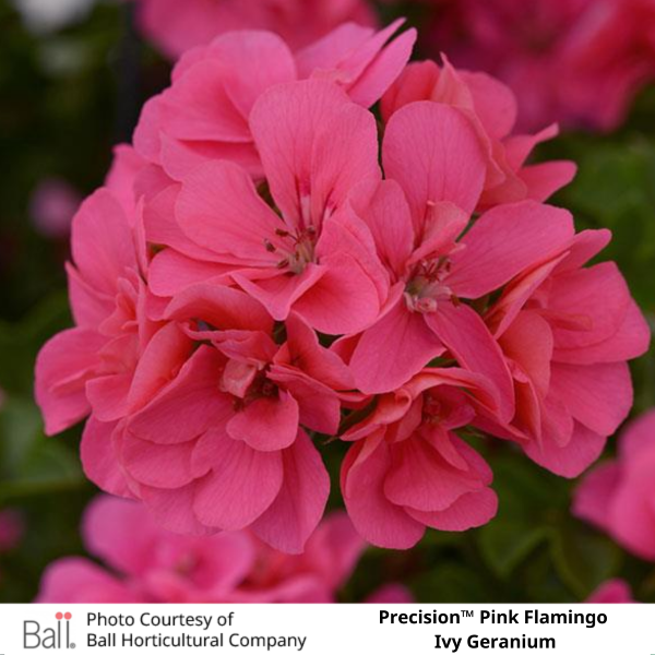 Precision™ Pink Flamingo Ivy Geranium