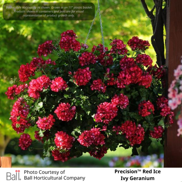 Precision™ Red Ice Ivy Geranium, Example of growth for Pink Flamingo and Red