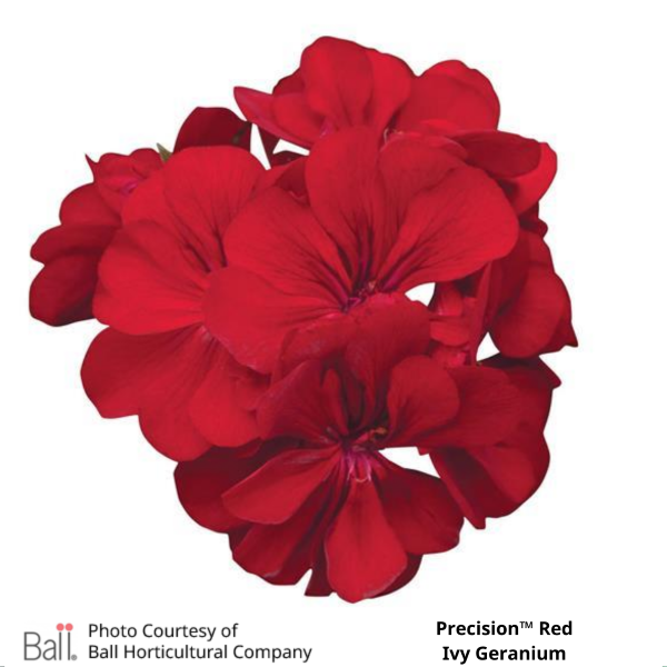 Precision™ Red Ivy Geranium