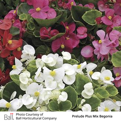 Begonia Fibrous Prelude Pack